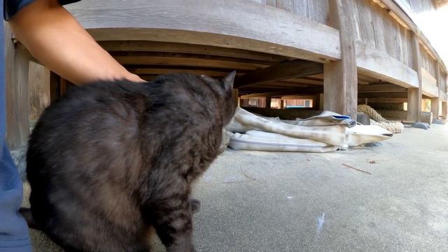 神社に行くとよく喋る黒猫ちゃんが出迎えてくれた