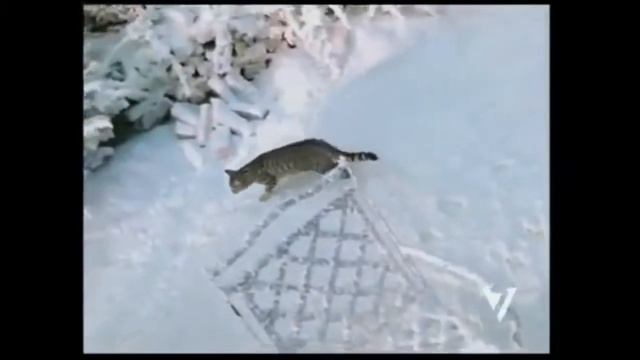 Как менялась реклама Вискаса с 2004 года