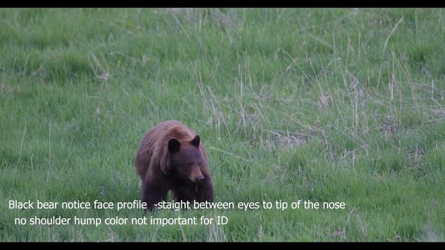 Black bear vs Grizzly bear -  comparison