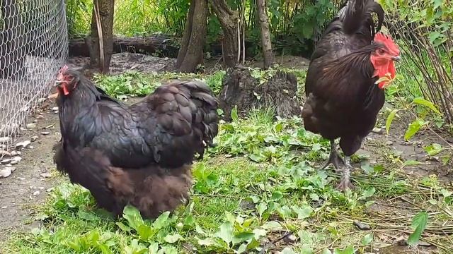 куры джерсийский гигант  вся правда о породе гигант джерси