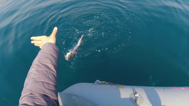 Рыбалка на море с лодки. Минтай на джиг. Открытие сезона состоялось.