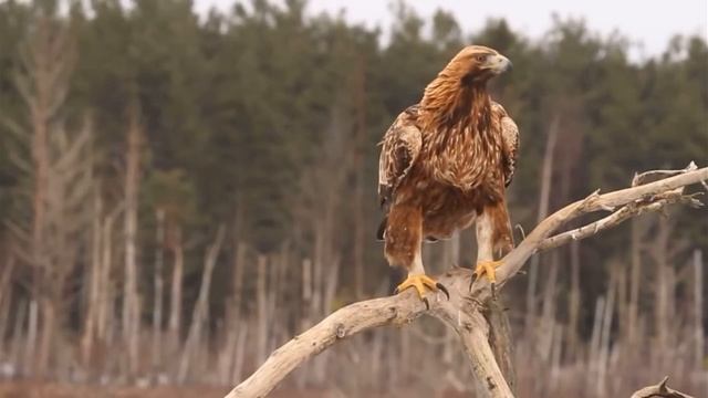 Беркут: голос птицы
