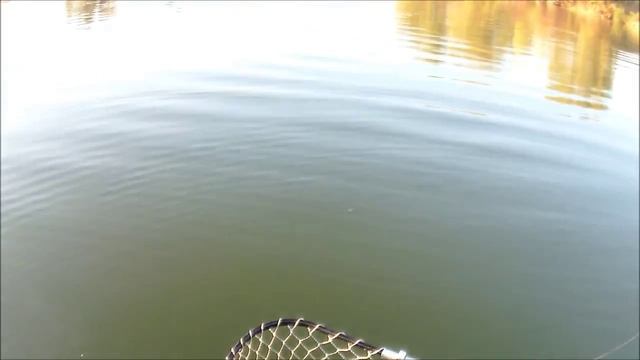 Ловля судака днём. Ока Рязань 20-21.09.2014г..mp4 Ставьте лайк!
