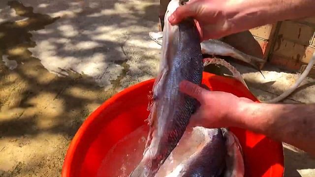 Вяленый жерех. Как засолить крупную рыбу