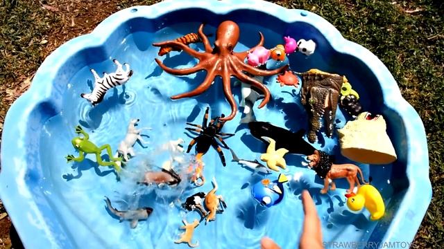 Learn With Wild Animals in Blue Pool Water Shark and Octopus Toys For Kids