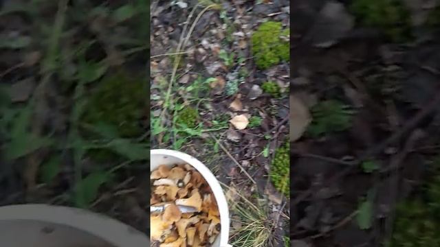 Грибные места. Лисички.