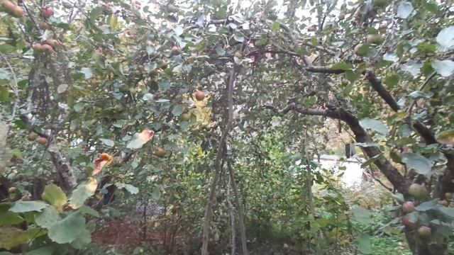 Обрезка яблонь не нужна. Ни осенью, ни весной, ни тем более летом!