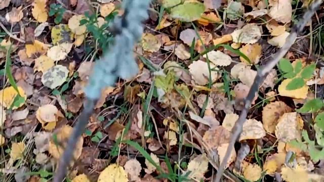 Грибы в Вологодской области. Сбор грибов .