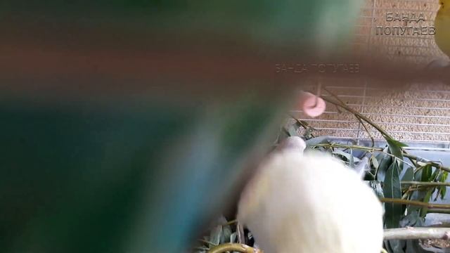 ? Учим попугая по имени Петруша говорить, видеоурок 1: "Петруша хорошая птичка"