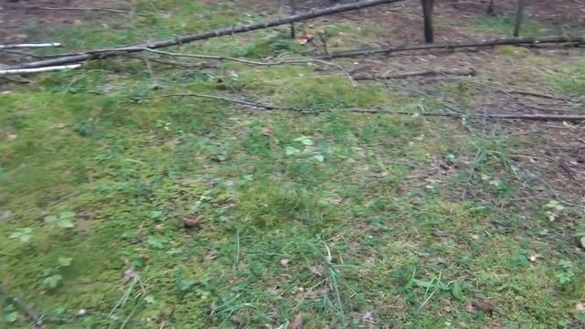 Груздь настоящий - сбор в  заколдованном лесу белый груздь, сырой груздь, мокрый груздь, правский,