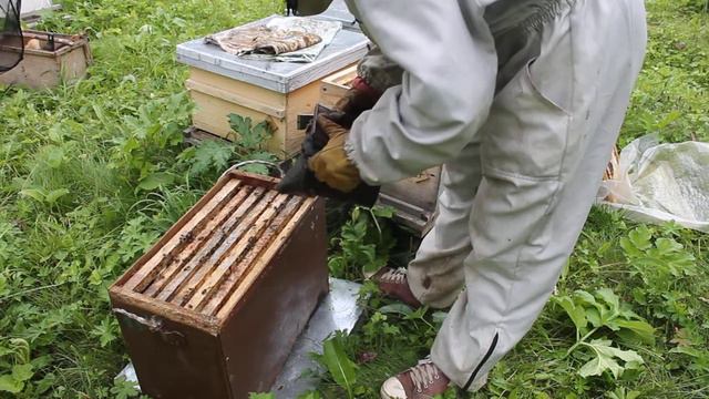 Злые пчелы. Среднерусская помесная порода пчел