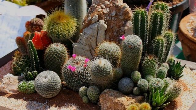 Как Выращивать Кактус Дома