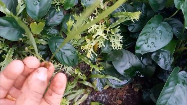 Propagate  aquatic ferns, Java fen, trident fern, narrow leaf fern,
