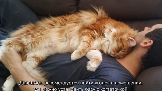 Мейн-кун и человек