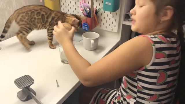 Кокос в домашних условиях