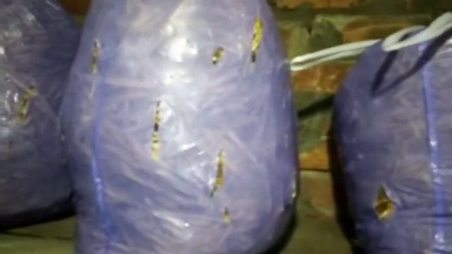 Как выростить грибы вешенка в домашних условиях, в подвале без специального оборудования. (Часть-1