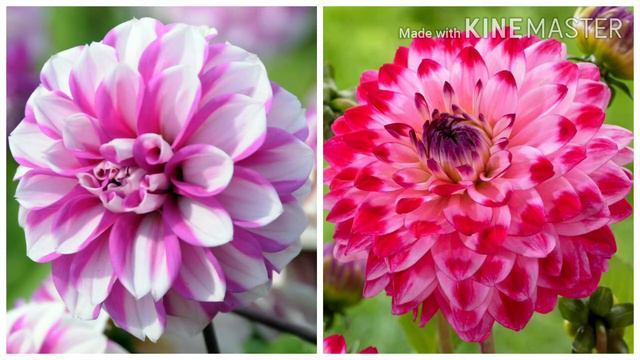 Dahlia flower || all about dahlia plant || spring gardening