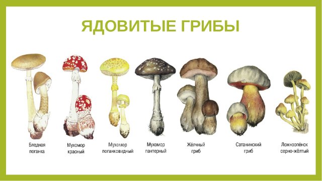 Беседа с детьми «Ядовитые грибы и растения»!