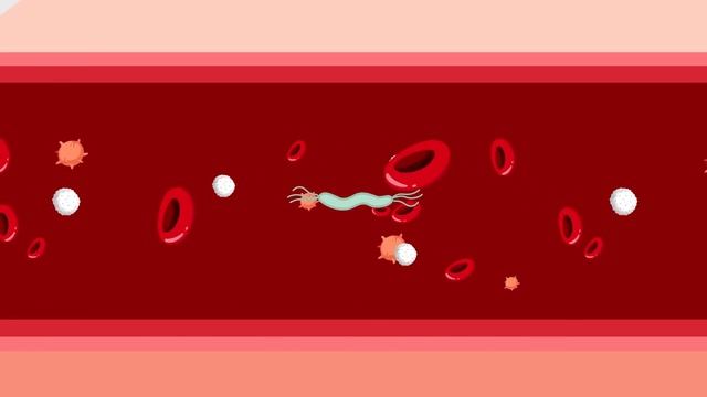 Вирус и бактерия. В чём же разница?