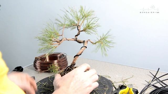 Формирование пре-бонсай из сосны обыкновенной.   The first styling of pinus sylvestris pre-bonsai