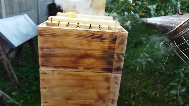 Просто ли отобрать мёд, в простом японском улье?