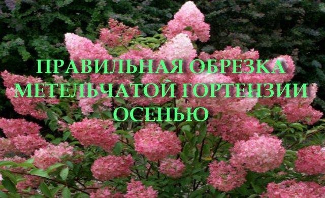 ПРАВИЛЬНАЯ ОБРЕЗКА МЕТЕЛЬЧАТОЙ ГОРТЕНЗИИ ОСЕНЬЮ
