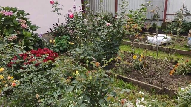 Железный купорос для обработки роз перед укрытием.За и против.Порассуждаем..?