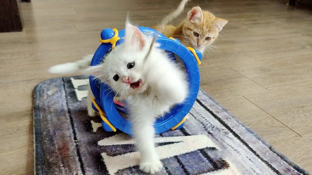 Самые смешные коты. Самые смешные животные. коллекция 111222 ?