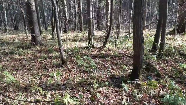 Охота на рябчика с МР-18 ЕМ-М, разделка рябчика!