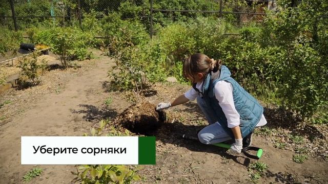 Как пересадить голубику и не остаться без ягод? Пошаговая инструкция
