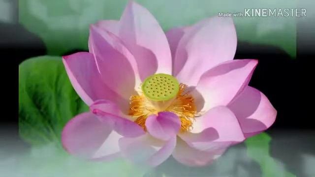 Цветок лотоса Медитация