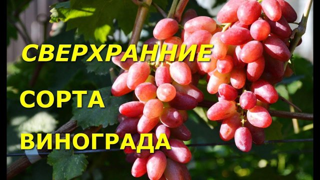 Сверхранние сорта винограда