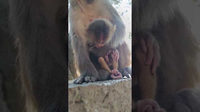 The poor baby monkey didn't have enough milk to drink, and his body gradually became exhausted