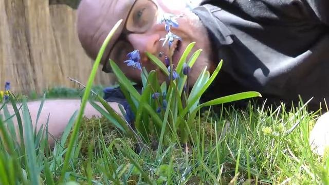 Sibirischer Blaustern (Scilla siberica)