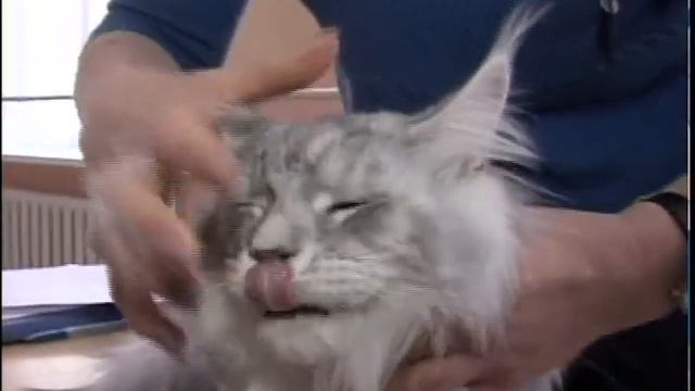 Выставка кошек РУС