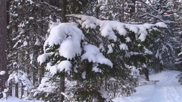 Красивый зимний лес / Relax