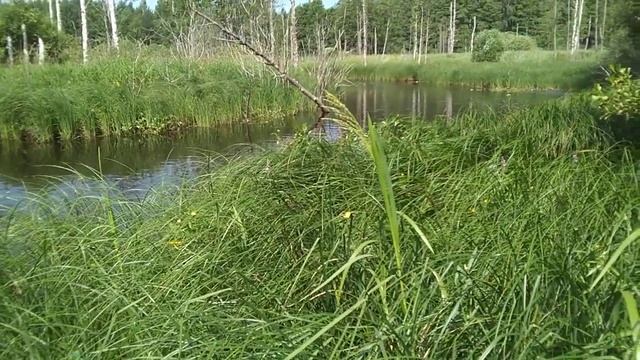 Как поймать дикую утку или бешеная гонка.