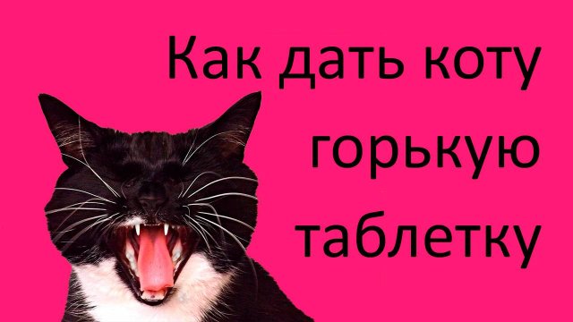 Как дать коту горькую таблетку | Как дать таблетку агрессивному коту #какдатькотутаблетку
