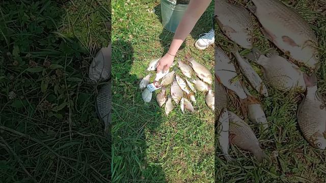 Донки рулят