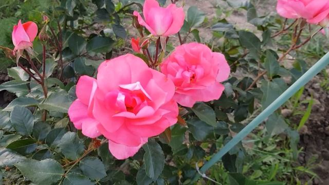 Сорт Розы - САДЫ ФРАНЦИИ - ЖАРДЕН ДЕ ФРАНС( МЕЙЯН) обильноцветущая, неприхотливая Флорибундочка 2,0