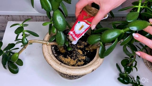 Мошки в комнатных цветах. Как избавиться от мошек в комнатных горшках. Способ избавления от мошек.