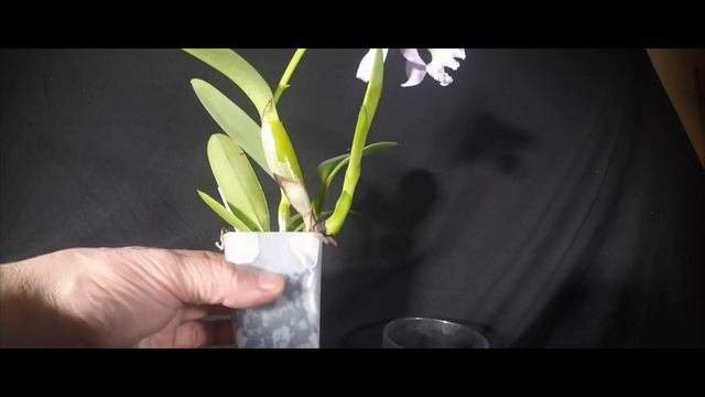 c. maxima