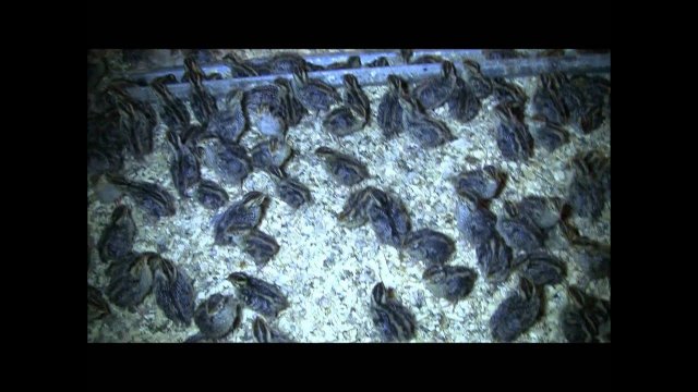 Перепела от суточных до взрослых. Содержание и разведение перепелов