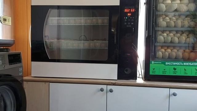 Инкубатор OVO-156. Мой отзыв!