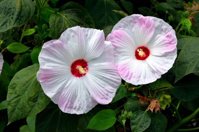 Гибискус травянистый. Обрезка весной. Размножение делением (Hibiscus moscheutos)