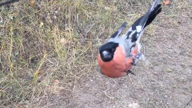 Чёрная снегурочка и обзор очередной ловли