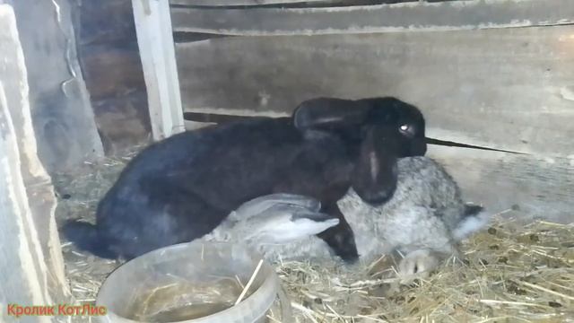 КАК и КОГДА случать крольчиху после окрола.САМЫЙ лучший способ.