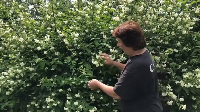 Как правильно обрезать жасмин (чубушник), чтобы ежегодно получать обильное цветение?