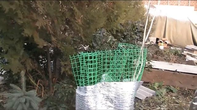 АКТИНИДИИ укрытие на зиму