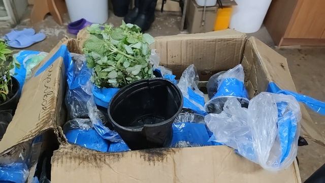 Посылки от каналов "У Светланы Лодисад", "Цветочный сад у Аленушки" и моей зрительницы Надежды